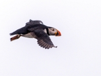 Puffin Viewing Site